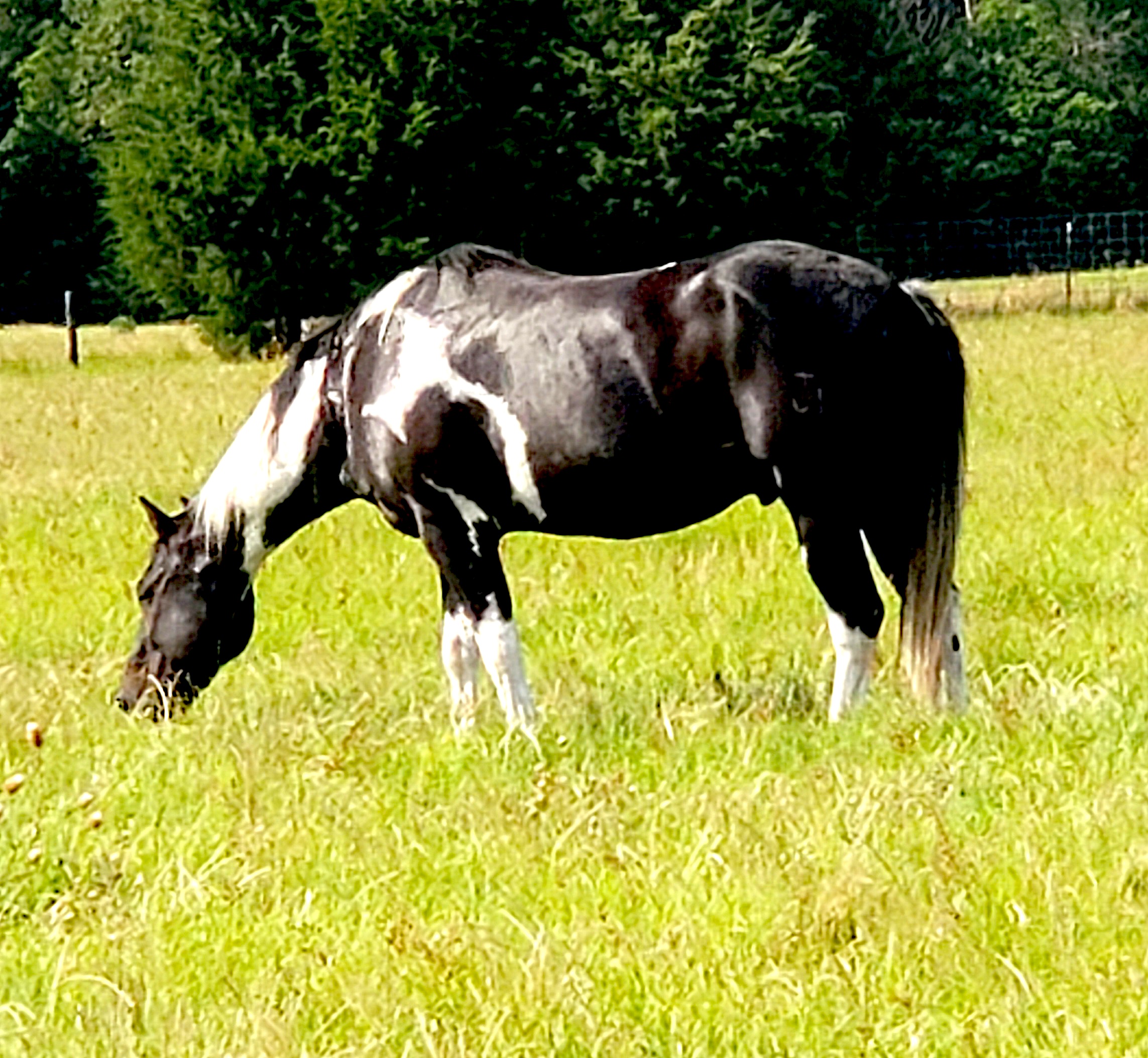 Jeanne black horse.jpg